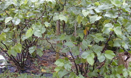 Vanuatu kava seeking new markets