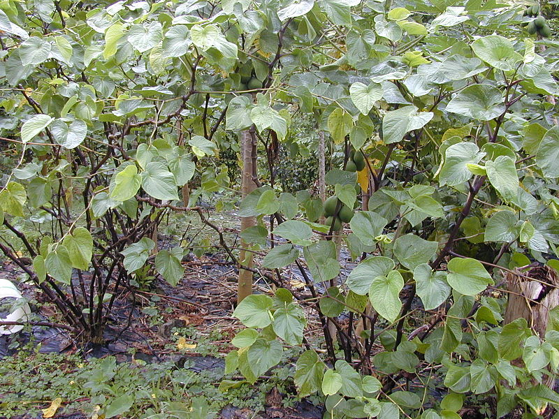 Vanuatu kava seeking new markets