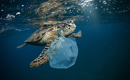 Waste : Polynesia is behind…  