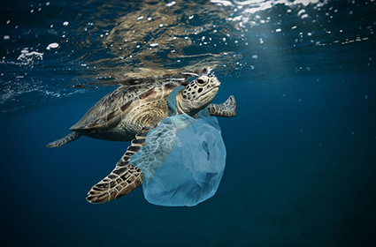 Waste : Polynesia is behind…  