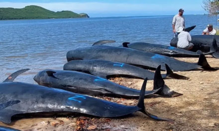 Eight pilot whales stranded