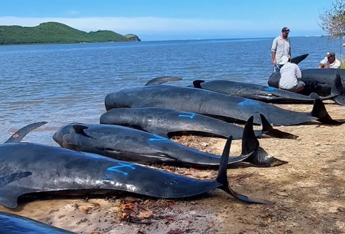 Eight pilot whales stranded