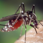 Polynesia: Dengue epidemic on the horizon