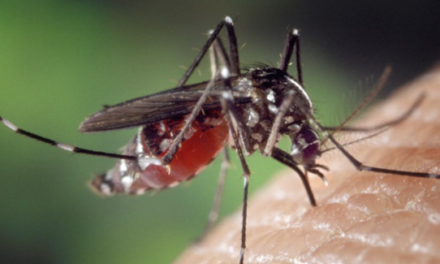 Polynesia: Dengue epidemic on the horizon