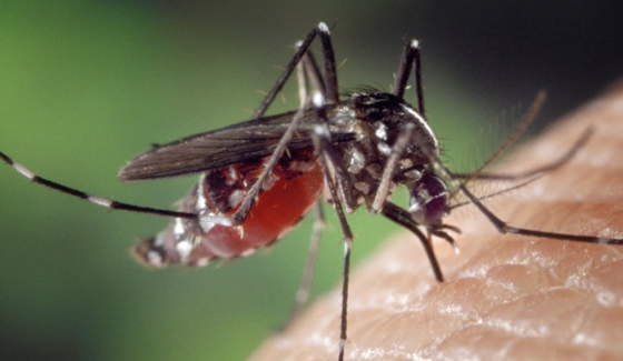 Polynesia: Dengue epidemic on the horizon